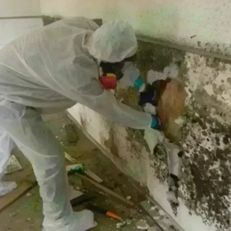 Mold Remediation and Removal in Headland, AL